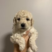 Saf Kan Maltıpoo