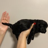 Saf Kan Maltıpoo