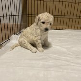 Saf Kan Maltıpoo