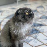 Görüşülür