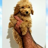 Safkan A Kalite Toy Poodle Yavrular