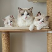 Safkan Ragdoll - Açıklamayı Okuyunuz