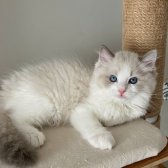 Safkan Ragdoll - Açıklamayı Okuyunuz
