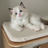 Safkan Ragdoll - Açıklamayı Okuyunuz