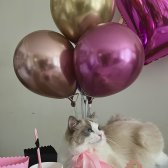 Safkan Ragdoll - Açıklamayı Okuyunuz