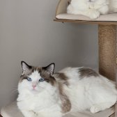 Safkan Ragdoll - Açıklamayı Okuyunuz
