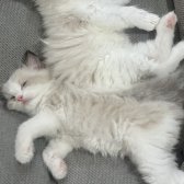 Safkan Ragdoll - Açıklamayı Okuyunuz