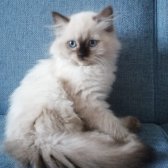 Ragdoll Erkek 3 Aylık Yeni Yuvasını Arıyor