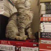 3 Ay 15 Günlük Brıtıs Longhaır