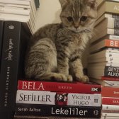 3 Ay 15 Günlük Brıtıs Longhaır