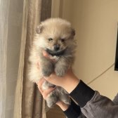 Pomeranian