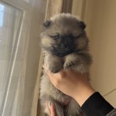 Pomeranian