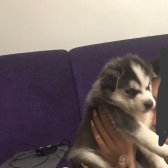 Yavru Safkan Husky