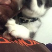 Yavru Safkan Husky