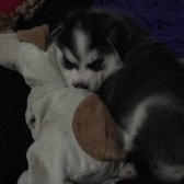 Yavru Safkan Husky