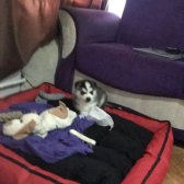Yavru Safkan Husky