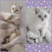 Bri̇ti̇sh Shorthai̇r Yavru Kedi̇