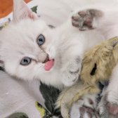Bri̇ti̇sh Shorthai̇r Yavru Kedi̇