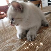 Bri̇ti̇sh Shorthai̇r Yavru Kedi̇
