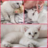 Bri̇ti̇sh Shorthai̇r Yavru Kedi̇