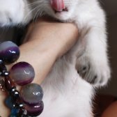 Bri̇ti̇sh Shorthai̇r Yavru Kedi̇