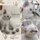 Bri̇ti̇sh Shorthai̇r Yavru Kedi̇