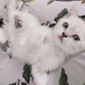 Bri̇ti̇sh Shorthai̇r Yavru Kedi̇