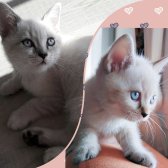 Bri̇ti̇sh Shorthai̇r Yavru Kedi̇