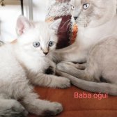 Bri̇ti̇sh Shorthai̇r Yavru Kedi̇