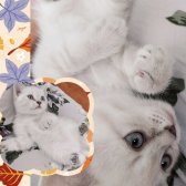 Bri̇ti̇sh Shorthai̇r Yavru Kedi̇