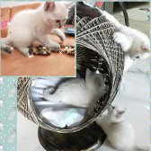 Bri̇ti̇sh Shorthai̇r Yavru Kedi̇