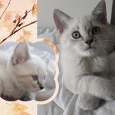 Bri̇ti̇sh Shorthai̇r Yavru Kedi̇