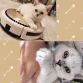 Bri̇ti̇sh Shorthai̇r Yavru Kedi̇