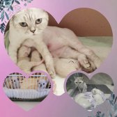 Bri̇ti̇sh Shorthai̇r Yavru Kedi̇