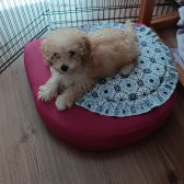 3 Aylık Toy Poodle
