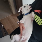 Safkan Orjinal Tek Göz Siyah Maskeli Lekesiz Jack Russell