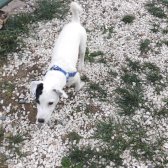 Safkan Orjinal Tek Göz Siyah Maskeli Lekesiz Jack Russell