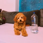 Ayıcık Surat Orjinal Erkek Toy Poodle