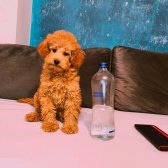 Ayıcık Surat Orjinal Erkek Toy Poodle