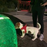 Çok Sevimli Jack Russell