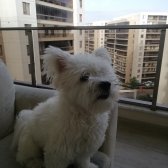 1.5 Yaşında Maltipoo Cinsi Ücretsiz Sahiplendirilecektir