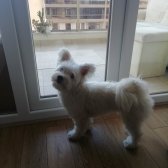 1.5 Yaşında Maltipoo Cinsi Ücretsiz Sahiplendirilecektir