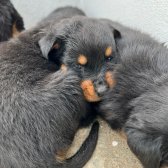 Kaliteli Yavrular Karneli Şekilde Teslim Edilecektir