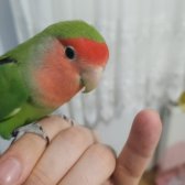 Sevda Papaganı