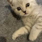 Adana British Shorthair Silver Tabby Yavrular