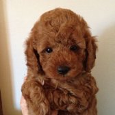 A Plus Toy Poodle Yavrular