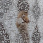 Pomeranian Spitz