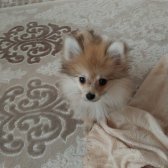 Pomeranian Spitz