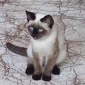 Acıl Yuva