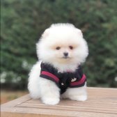 Satılık Pomeranian Boo Teddy Bear Yavrular